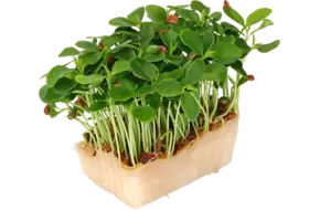 Tahoon cress single